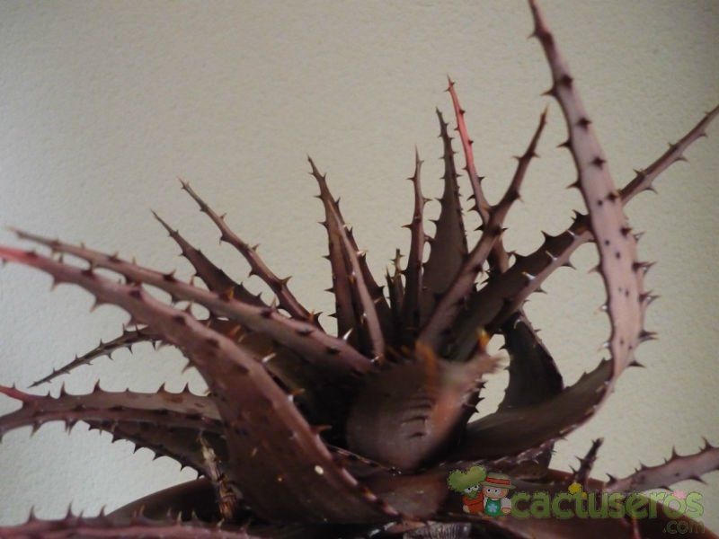A photo of Aloe broomii