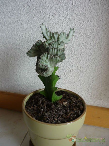 A photo of Euphorbia lactea fma. crestada variegada