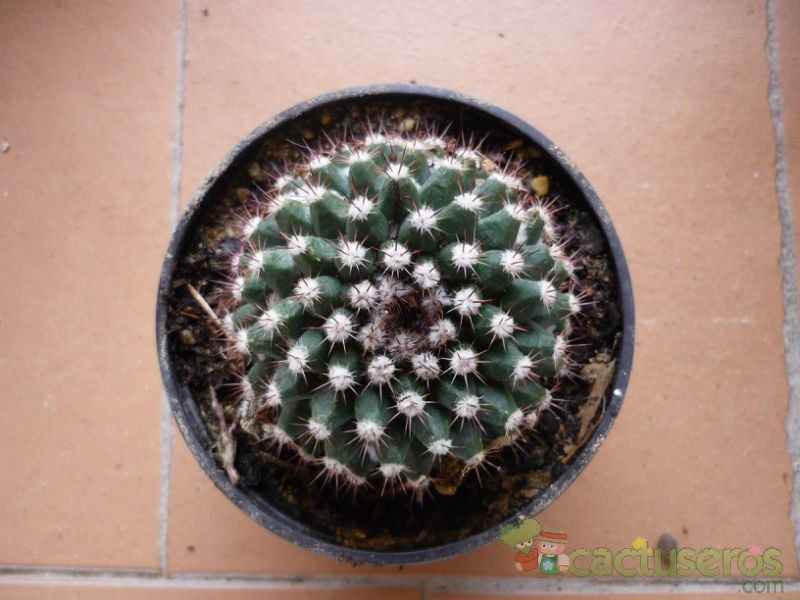 A photo of Mammillaria mammillaris