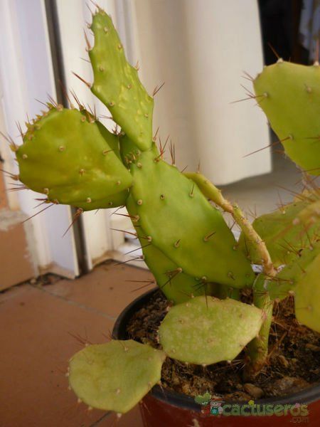 A photo of Brasiliopuntia brasiliensis