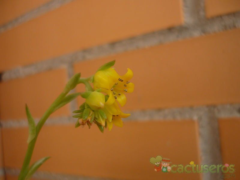 Una foto de Echeveria pulidonis