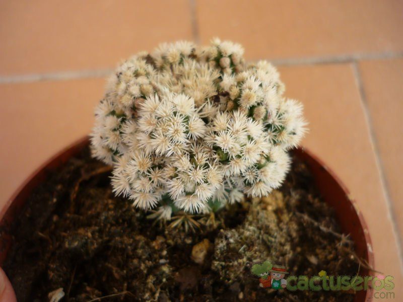 Una foto de Mammillaria gracilis cv. Arizona Snowcap