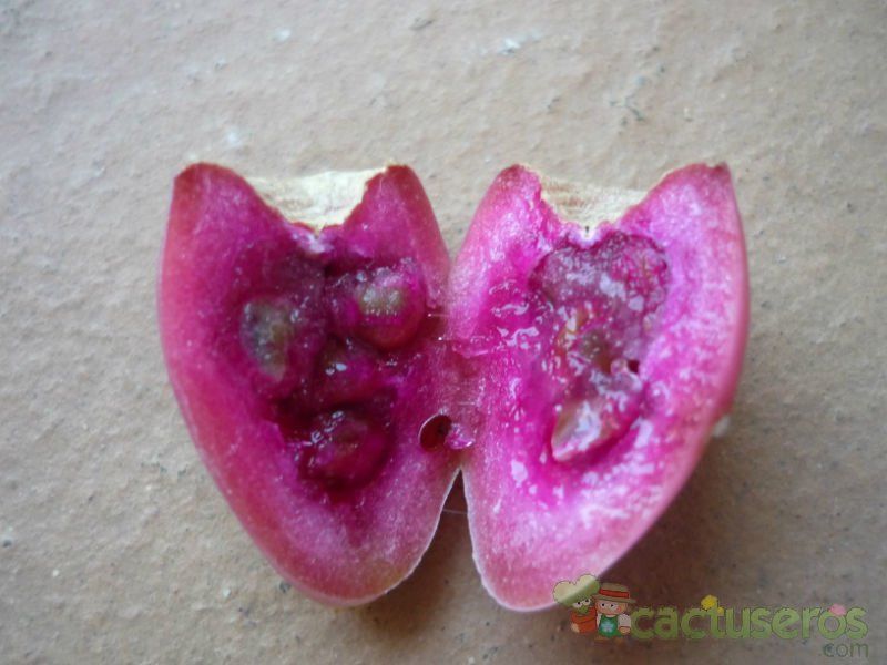 Una foto de Opuntia humifusa var. humifusa