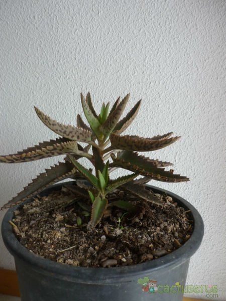 A photo of Bryophyllum x houghtonii
