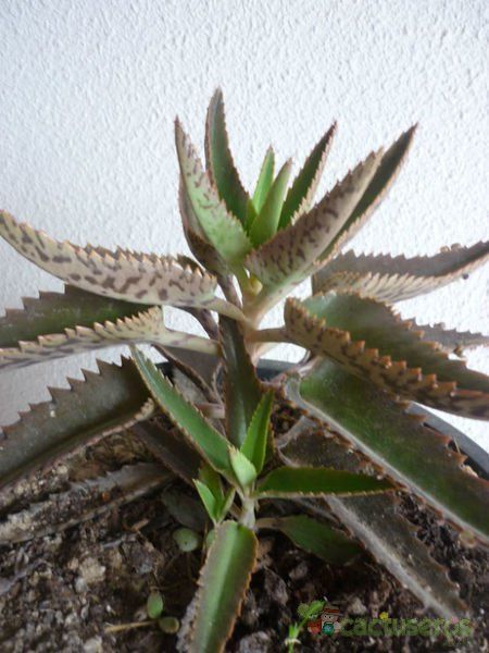 A photo of Bryophyllum x houghtonii