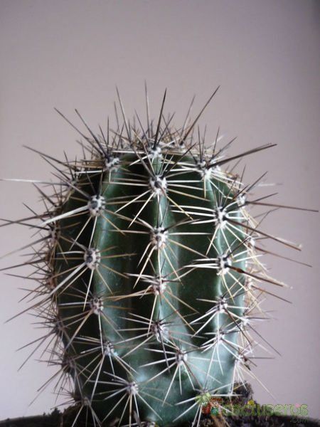 Una foto de Carnegiea gigantea