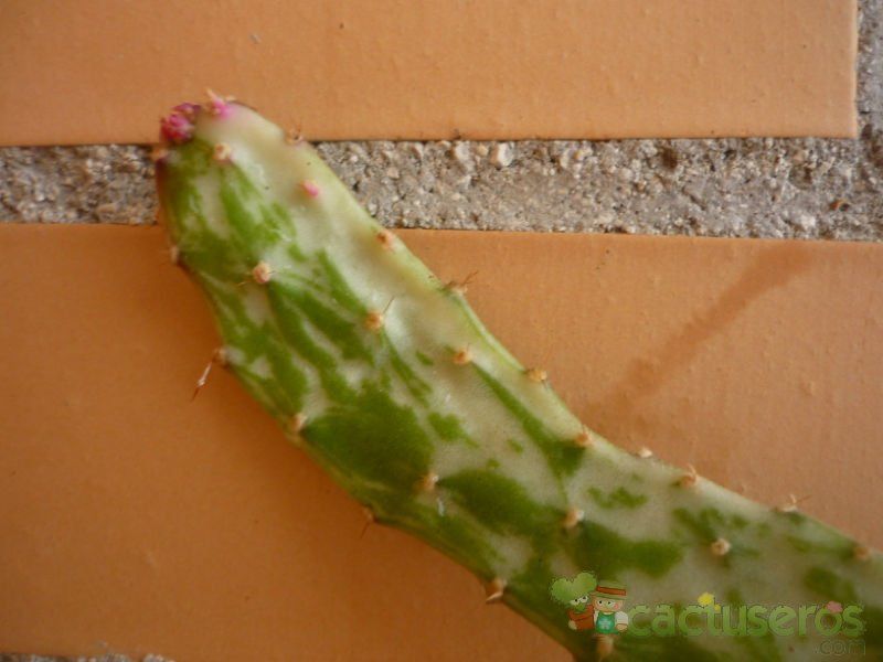 A photo of Opuntia monacantha fma. variegada monstruosa