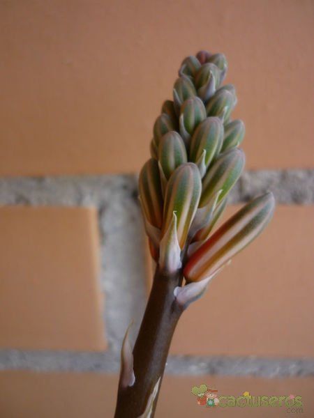 A photo of Aloe variegata