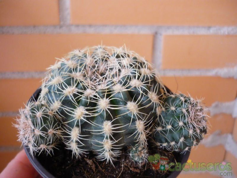 A photo of Gymnocalycium bruchii