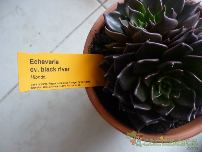 Una foto de Echeveria cv. Black Prince