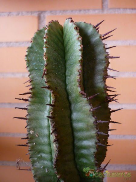 Una foto de Euphorbia polygona