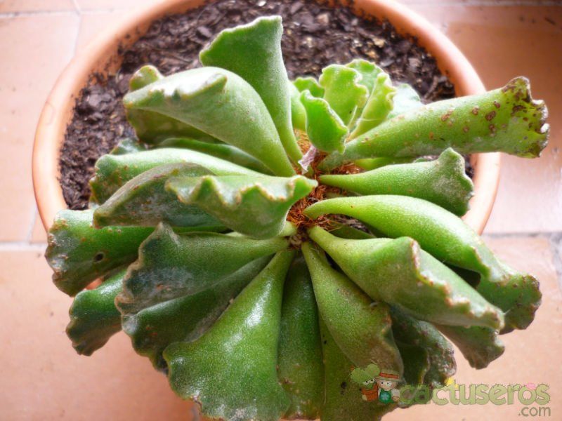 A photo of Adromischus cristatus