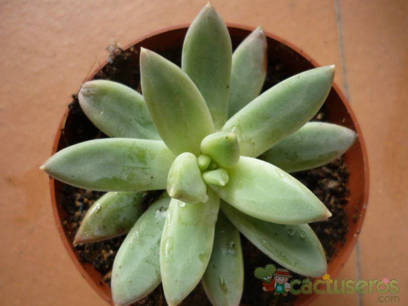 Una foto de Pachyveria glauca (Pachyphytum hookeri x Echeveria sp.) (HIBRIDO)