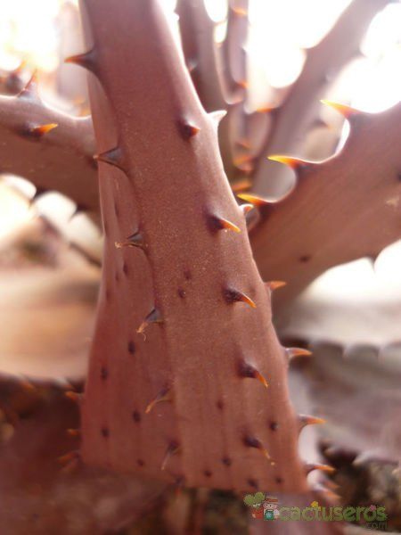 A photo of Aloe broomii