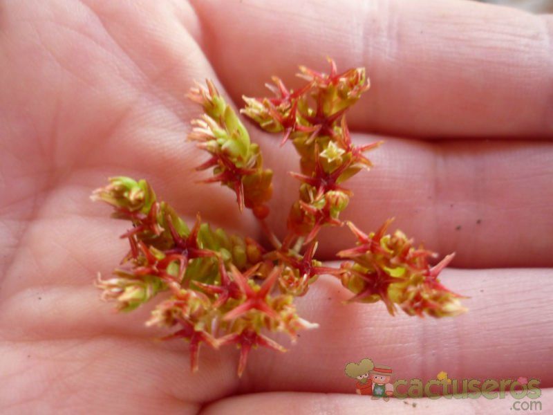 A photo of Sedum cespitosum