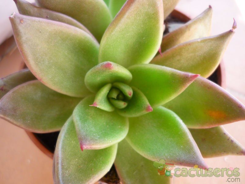 A photo of Echeveria agavoides 
