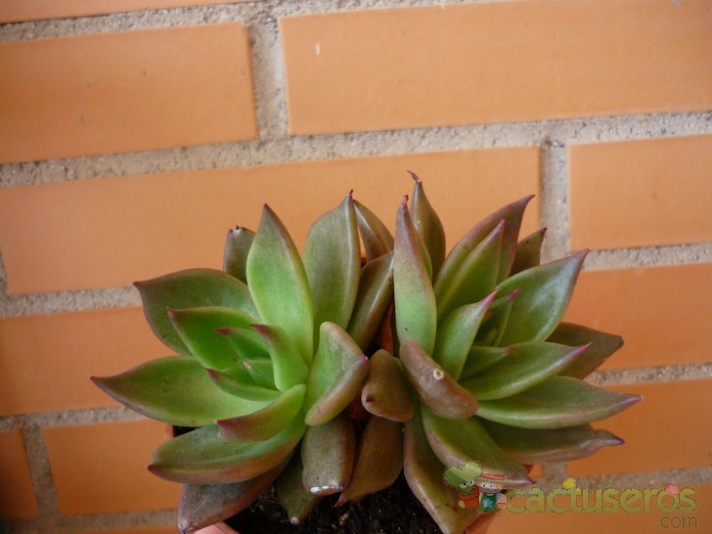 A photo of Echeveria agavoides 