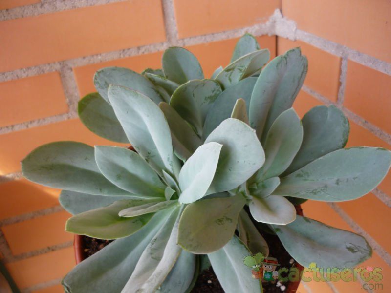 Una foto de Kleinia amaniensis