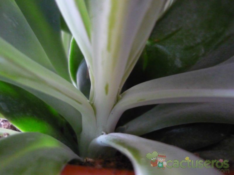 Una foto de Kleinia amaniensis
