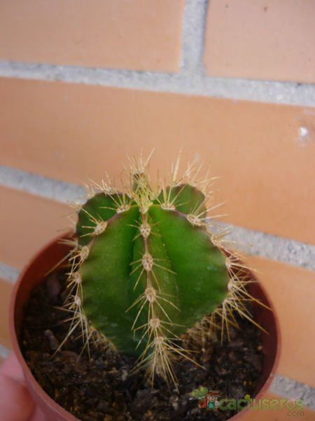 A photo of Isolatocereus dumortieri