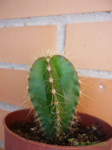 A photo of Isolatocereus dumortieri