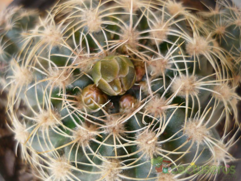 A photo of Gymnocalycium bruchii