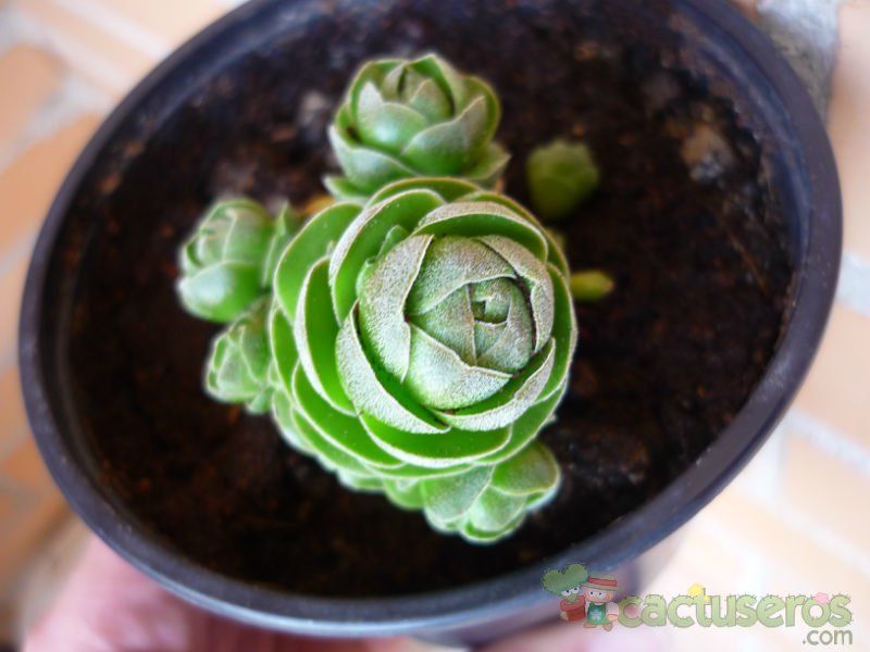 A photo of Crassula cv. Emerald