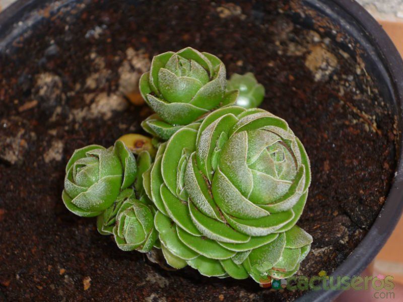 A photo of Crassula cv. Emerald