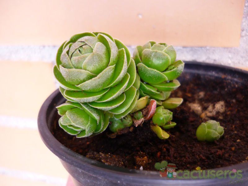 A photo of Crassula cv. Emerald