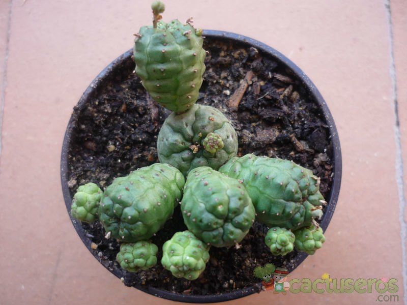 Una foto de Euphorbia pseudoglobosa