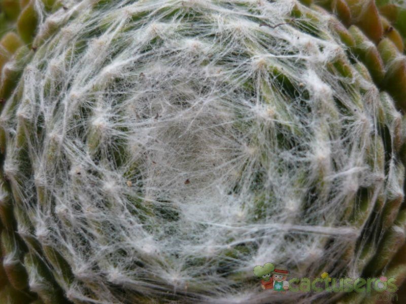 Una foto de Sempervivum arachnoideum