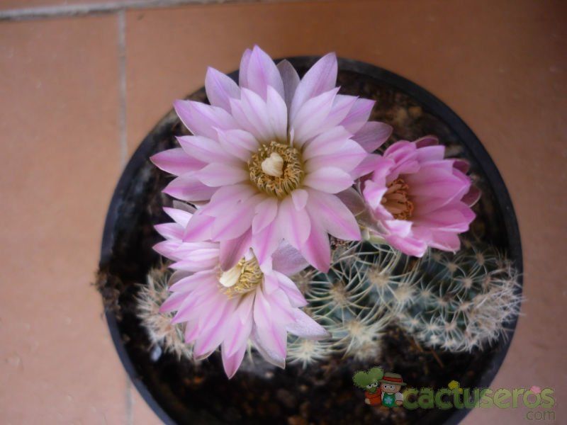 A photo of Gymnocalycium bruchii
