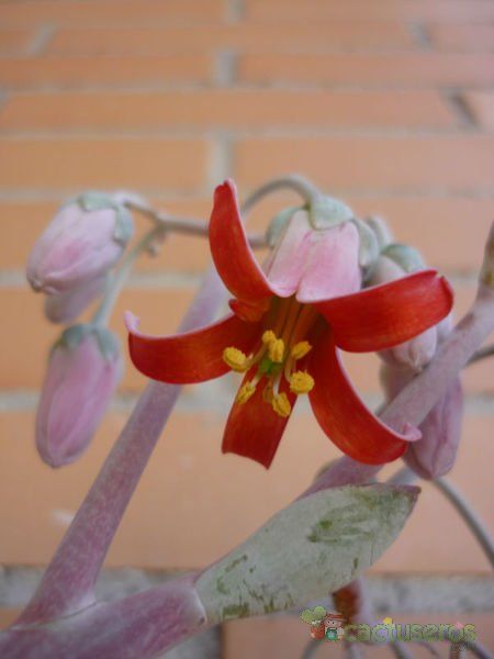 A photo of Cotyledon orbiculata