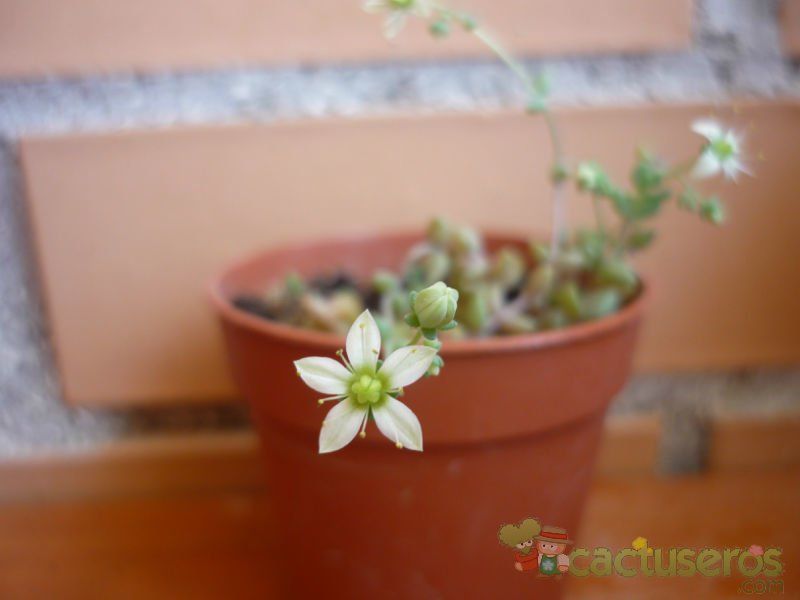 A photo of Sedum dasyphyllum