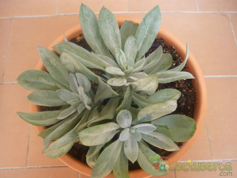 Una foto de Kleinia amaniensis