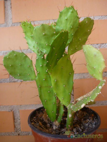 A photo of Brasiliopuntia brasiliensis