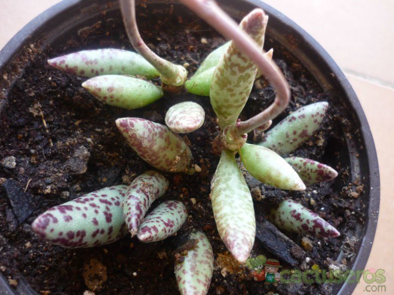 Una foto de Adromischus filicaulis