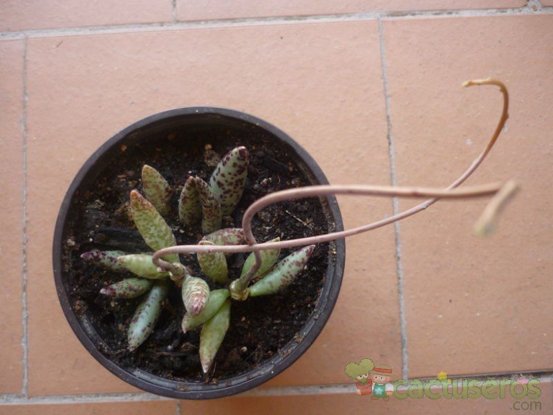 Una foto de Adromischus filicaulis
