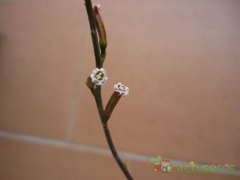 Una foto de Adromischus filicaulis