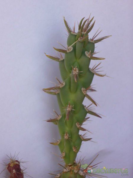 Una foto de Cylindropuntia versicolor
