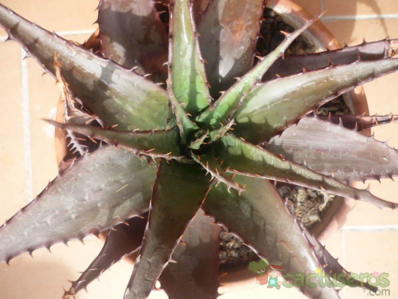 A photo of Aloe broomii