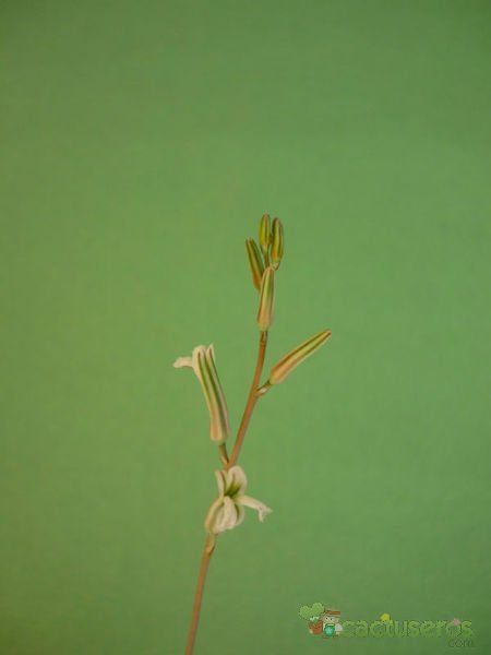 Una foto de Haworthia coarctata