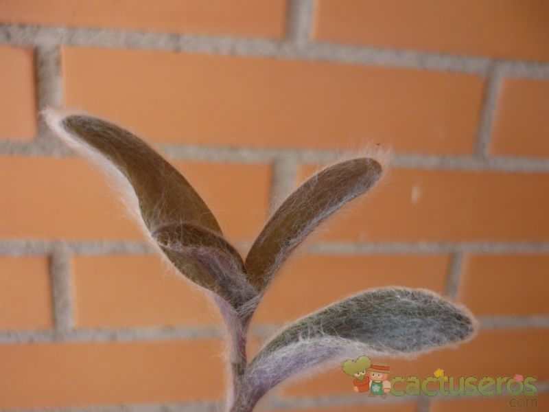 A photo of Tradescantia sillamontana