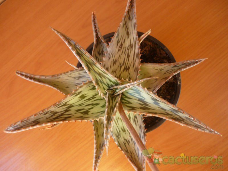 Una foto de Aloe somaliensis  