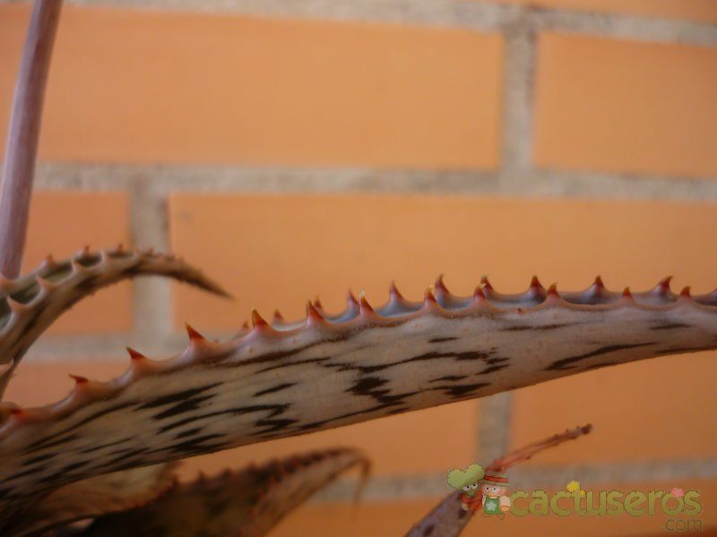 A photo of Aloe somaliensis  