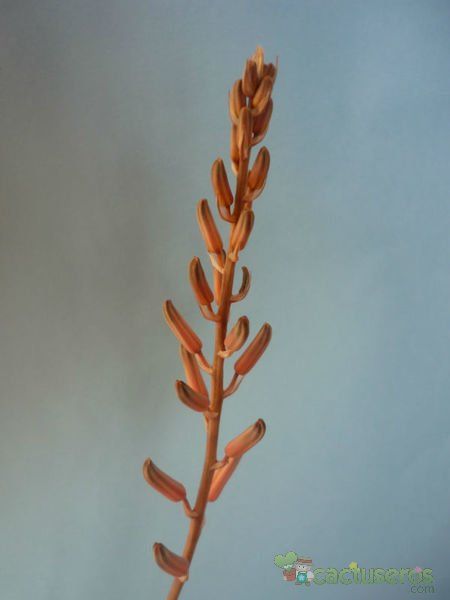 A photo of Aloe somaliensis  