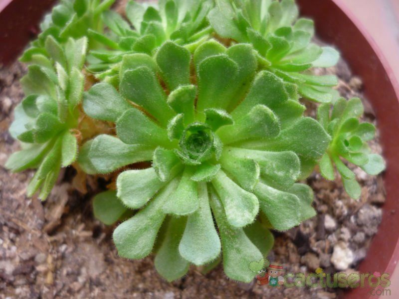 Una foto de Rosularia muratdaghensis  