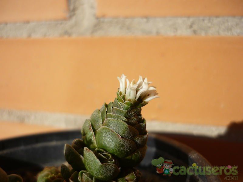 A photo of Crassula cv. Emerald