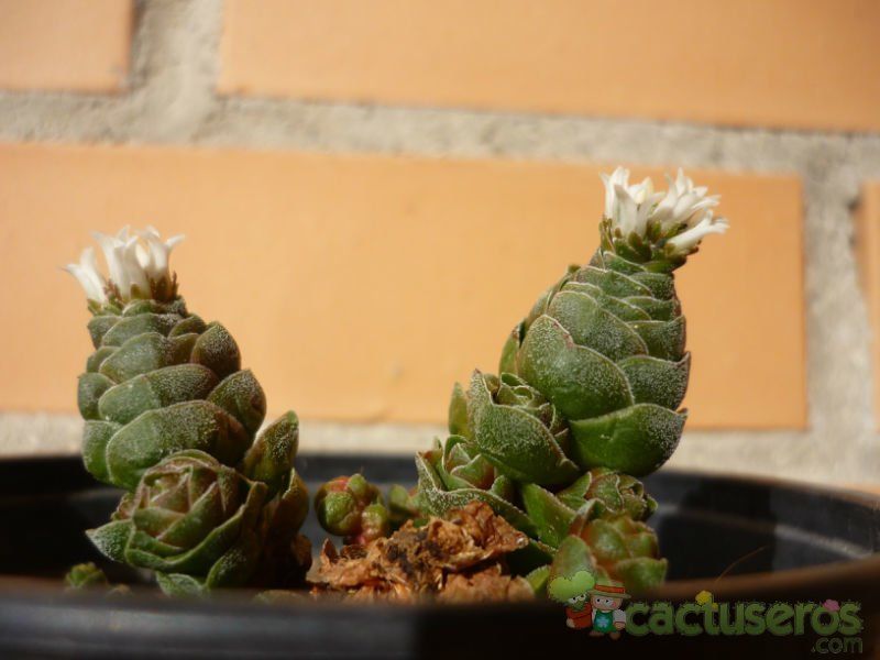 A photo of Crassula cv. Emerald
