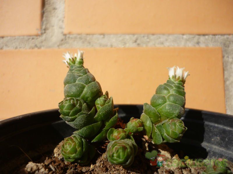 A photo of Crassula cv. Emerald